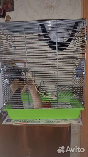 Крыса дамбо