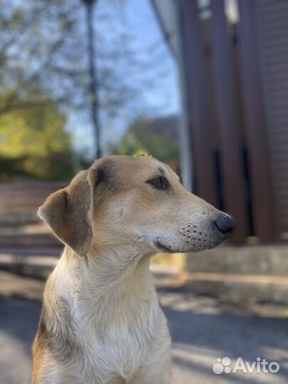 Собака в добрые руки