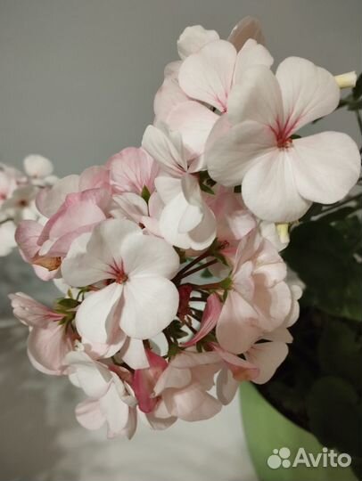 Пеларгония герань