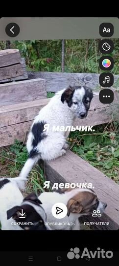 Щеночки в добрые ручки
