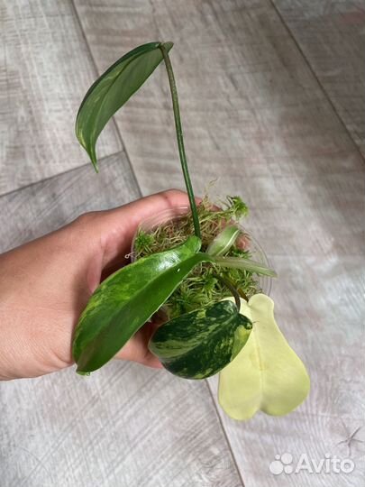 Филодендроны сортовые разные