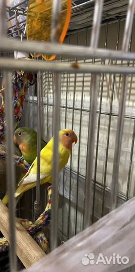 Попугай неразлучники