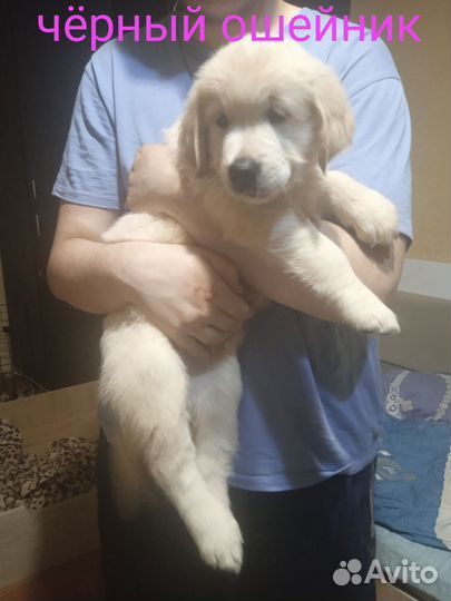 Золотистый Ретривер