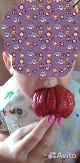 Саженцы клубники