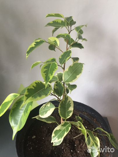 Фикус бенджамина