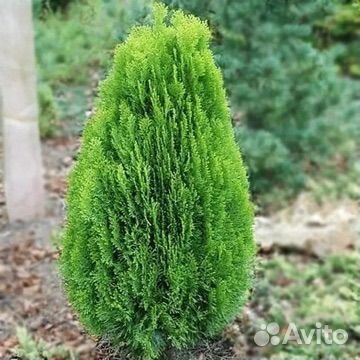 Туя плосковеточник, восточная биота 1.50см