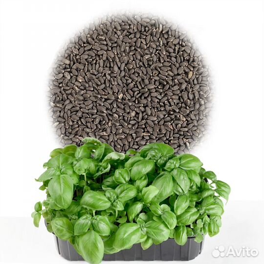 Семена микрозелень, фасовка 5г