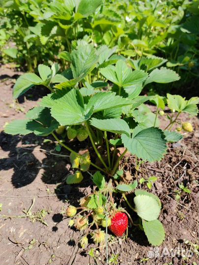 Рассада клубники