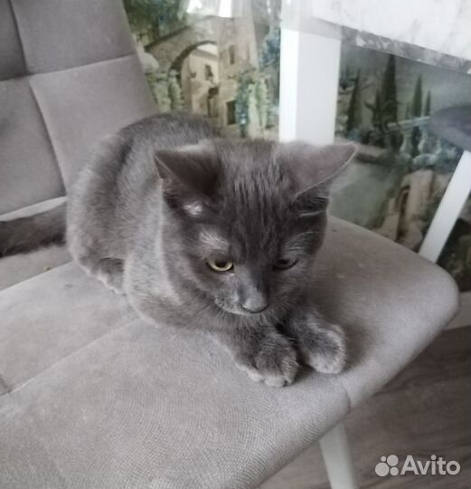 Котенок