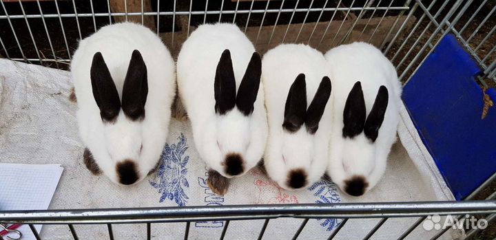 Калифорнийские кролики