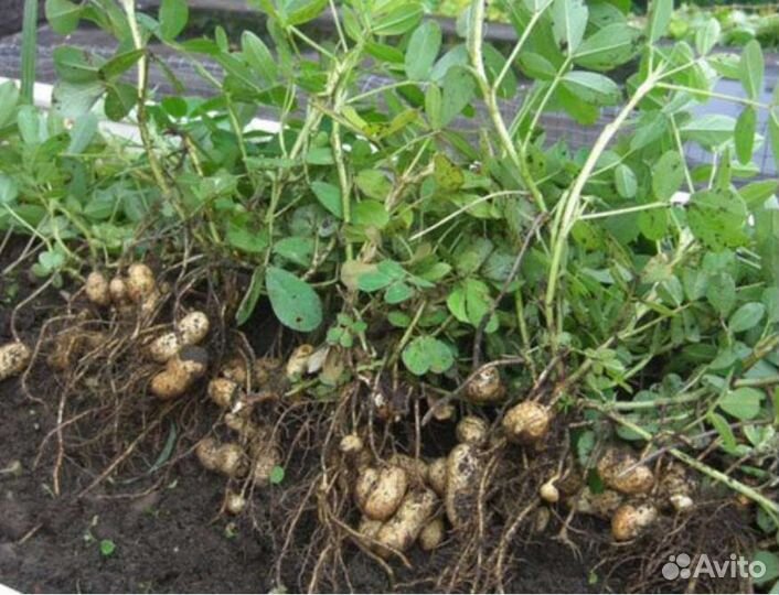 Рассада арахиса, арахис саженцы