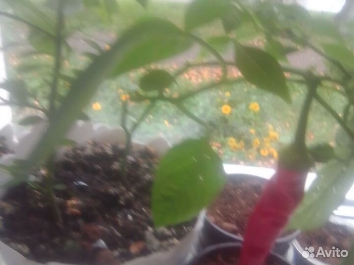 Растениях перец горьким домащнии