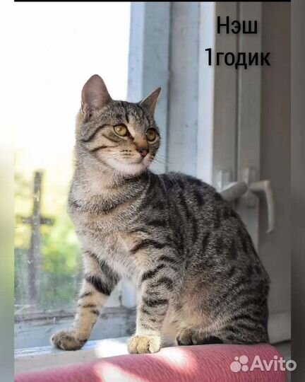 Кошки с передержки