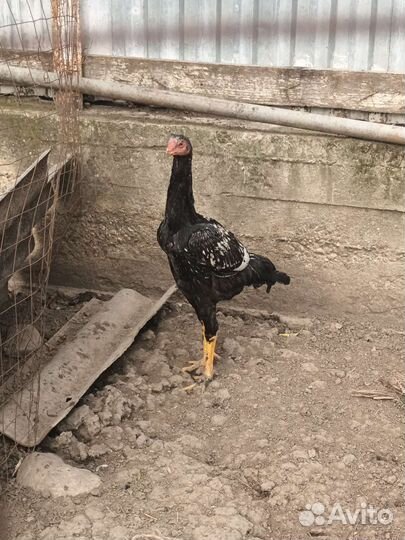 Бойцовые петухи