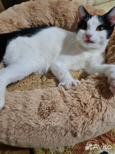 Кошка