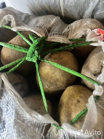 Лук крупный