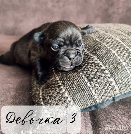 Щенки французского бульдога