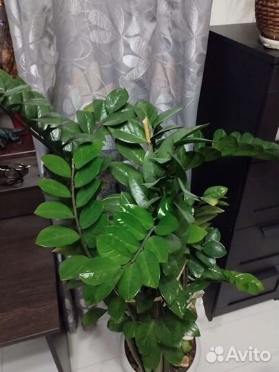 Замиокулькас