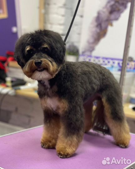 Груминг Йорк, шпиц, экспресс-линька, мальтипу