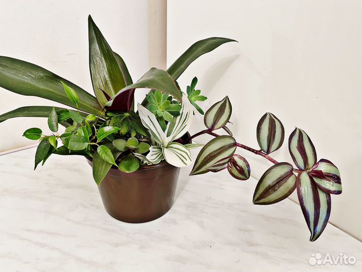 Композиция из 3-7 растений