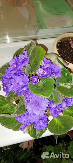 Детки сортовых фиалок