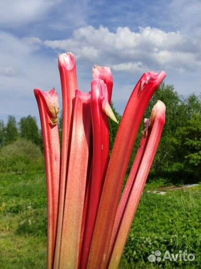 Ревень стебли