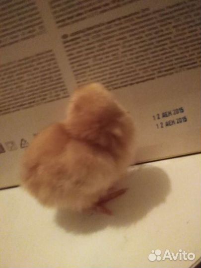 Цыплята суточные от несушек