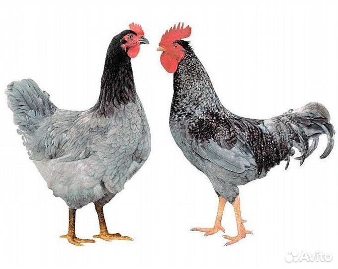 Петухи