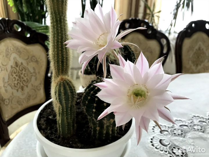 Кактус цветущий