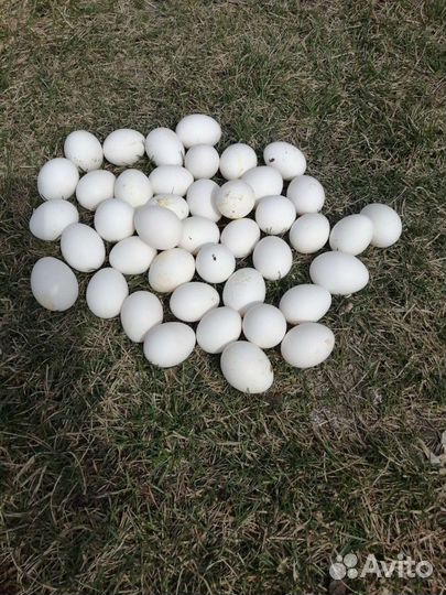 Свежее яйцо