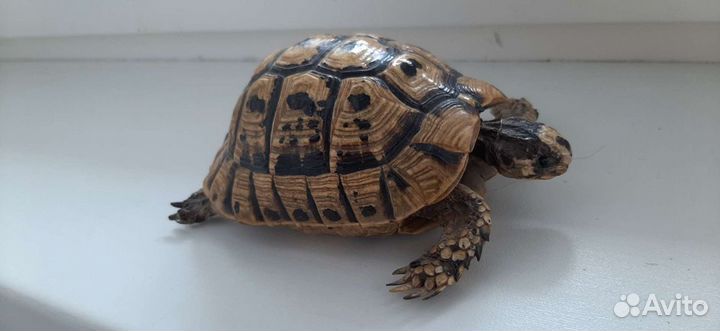 Чучело черепахи