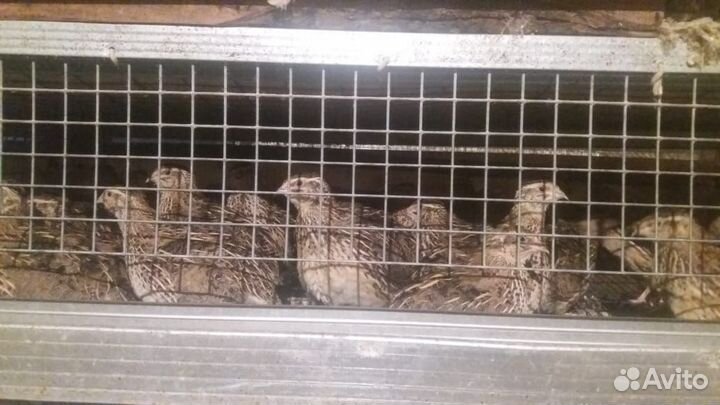 Клетка с перепелами несушками