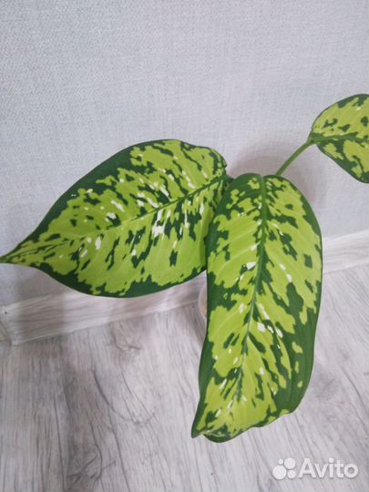 Диффенбахия