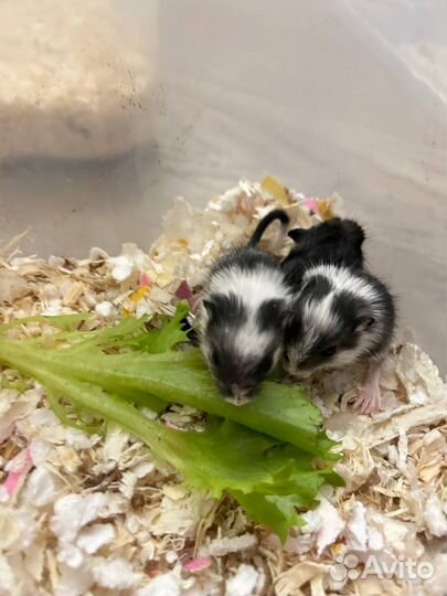 Монгольская песчанка