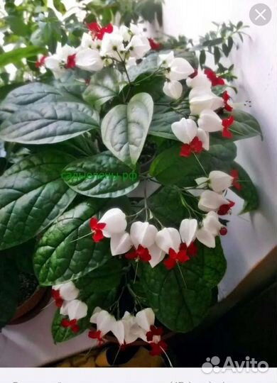 Клеродентрум