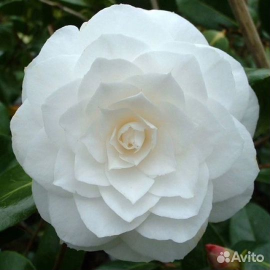 Роза сортовая саженцы чайно-гибридные