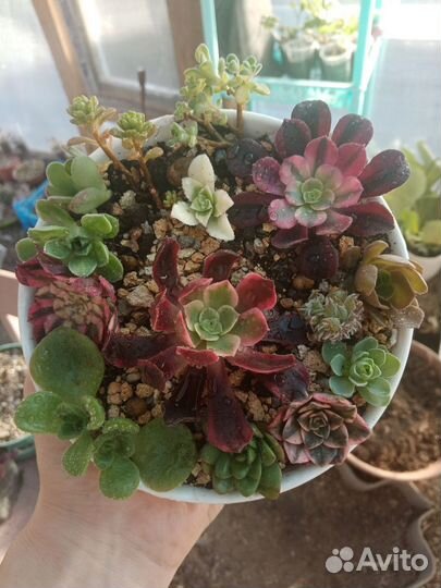 Набор эониумов