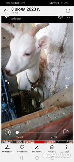 Козочки от высокоудойной козы и собачки