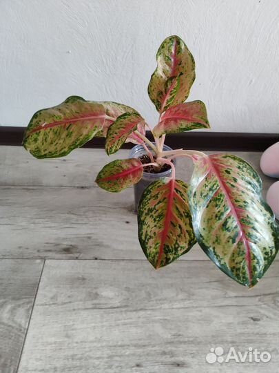 Аглаонема 30 Карат Тай
