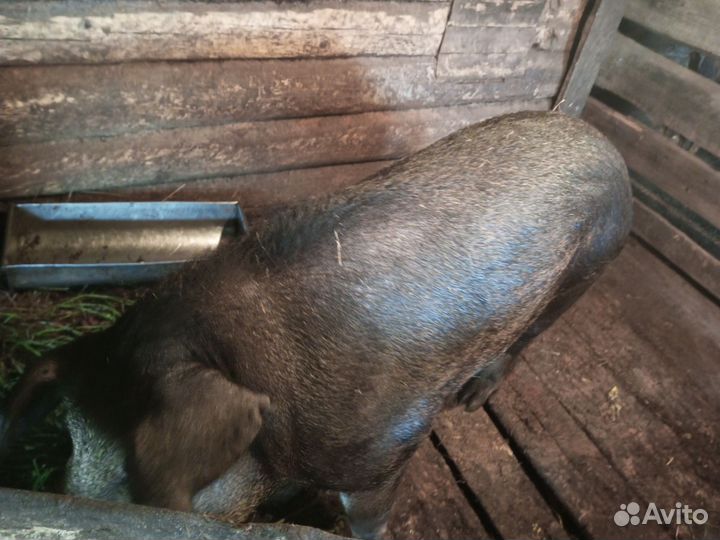 Продам животных