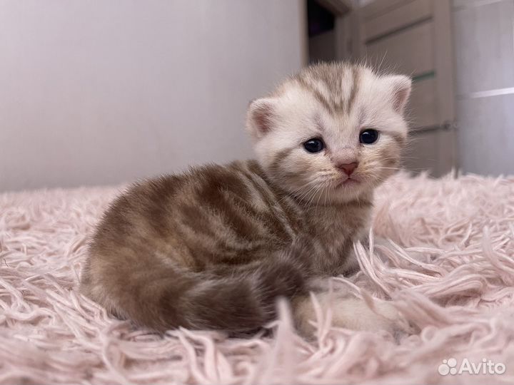 Котята, бронь