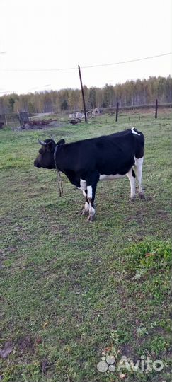 Телка 2 года, 2 быка 1.5 года