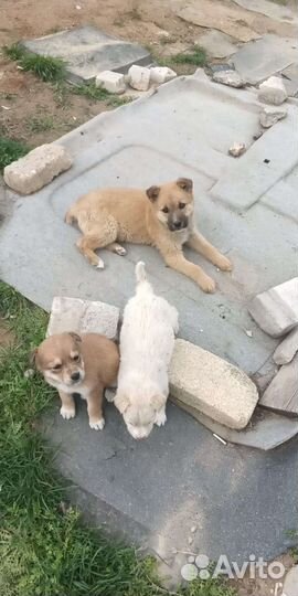 Собака в добрые руки отдам бесплатно