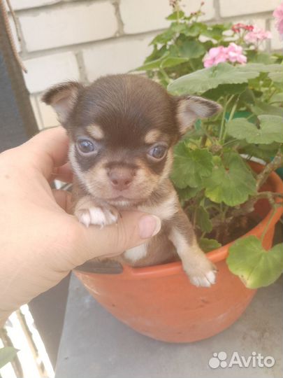 Мальчик чихуа хуа мини