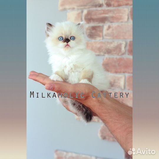 Хайленд страйт Изя