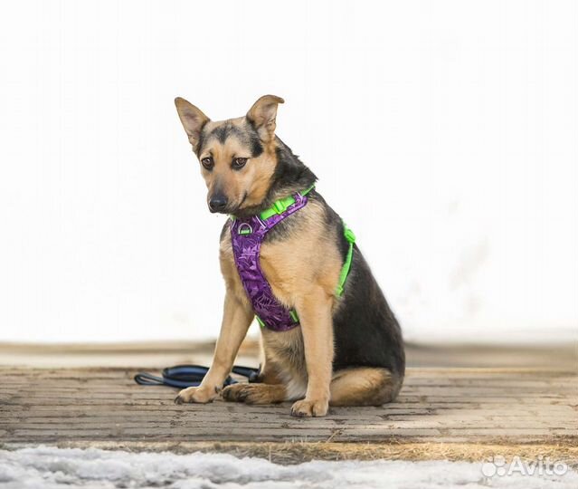 Ласковая девочка дворянка