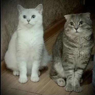 Шотландский вислоухий короткошёрстный котёнок