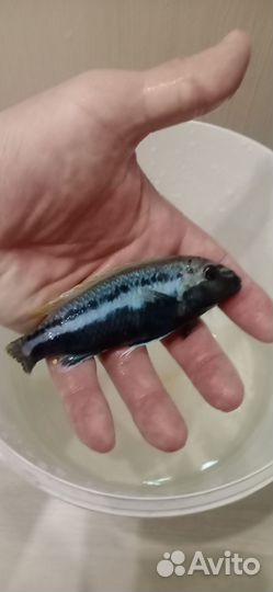 Меланохромис ауратус