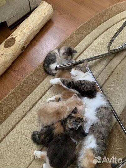Котята в добрые руки
