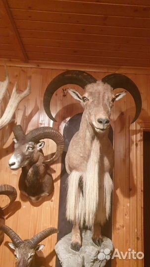 Коллекция чучел животных